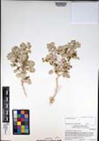 Atriplex hymenelytra image