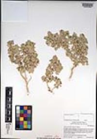 Atriplex hymenelytra image