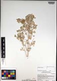 Atriplex hymenelytra image