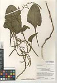 Beta vulgaris subsp. maritima image