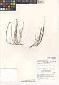 Crocanthemum scoparium image