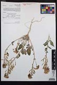 Chylismia claviformis image