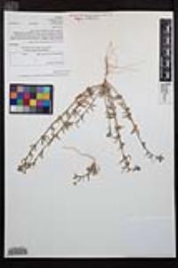 Camissoniopsis pallida subsp. pallida image