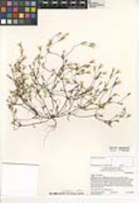 Linanthus dianthiflorus image