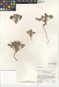 Chorizanthe rigida image