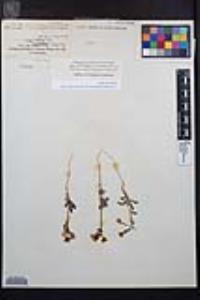 Chylismia claviformis var. peirsonii image