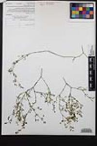 Fagonia laevis image