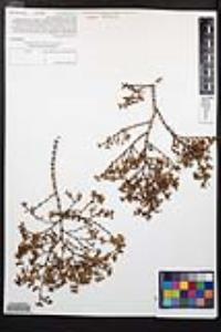 Larrea tridentata image