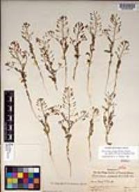 Descurainia pinnata subsp. glabra image
