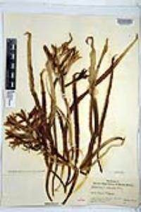 Hesperocallis undulata image