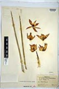 Hesperoyucca whipplei image