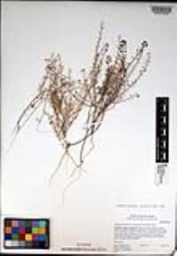 Lepidium virginicum subsp. menziesii image