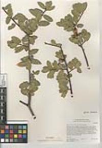 Quercus wislizeni var. frutescens image