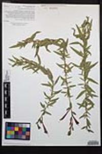 Epilobium canum image