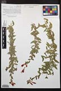 Epilobium canum image