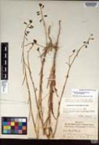 Caulanthus heterophyllus var. heterophyllus image