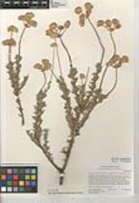 Eriogonum fasciculatum image