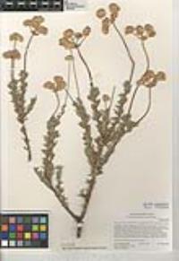 Eriogonum fasciculatum var. polifolium image