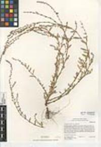 Polygonum aviculare subsp. neglectum image