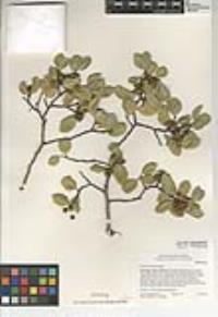 Rhamnus ilicifolia image