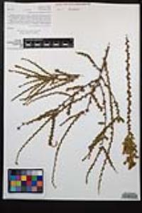 Adenostoma fasciculatum image