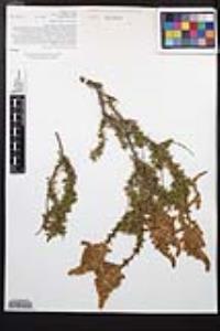 Adenostoma fasciculatum image