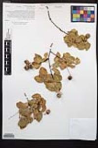Prunus ilicifolia subsp. ilicifolia image