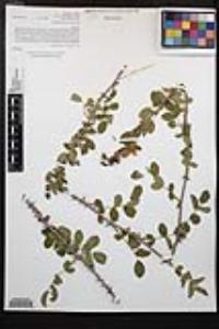 Rosa californica image