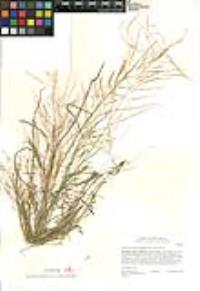 Eragrostis pectinacea var. pectinacea image