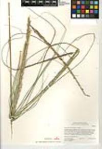 Muhlenbergia rigens image