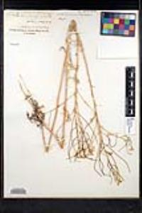Sisymbrium altissimum image