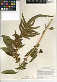 Amaranthus hybridus image