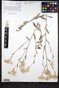 Pseudognaphalium microcephalum image