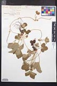 Fragaria vesca image