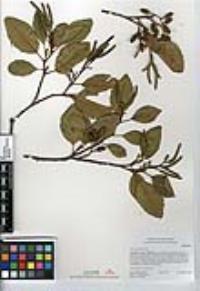 Alnus rhombifolia image