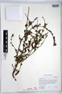 Amsinckia intermedia image