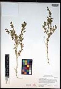 Lepidium didymum image