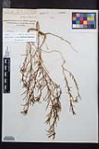 Camissonia strigulosa image