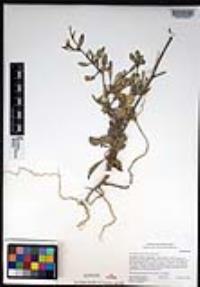 Hirschfeldia incana image