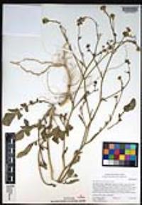 Hirschfeldia incana image