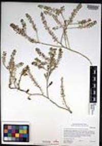 Lepidium lasiocarpum image