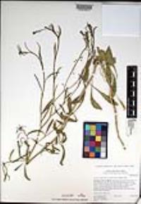 Lepidium virginicum subsp. menziesii image
