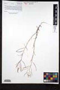 Sisymbrium irio image