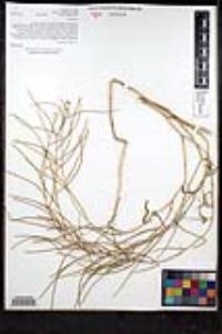 Sisymbrium orientale image