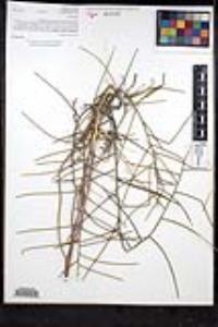 Sisymbrium orientale image