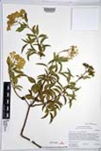 Sambucus cerulea image