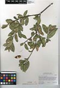 Quercus agrifolia var. agrifolia image