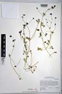 Nemophila menziesii var. menziesii image
