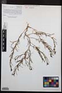 Camissonia strigulosa image
