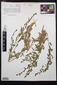 Epilobium canum image